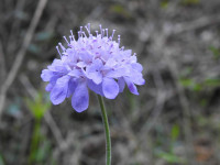 Scabiosa columbaria