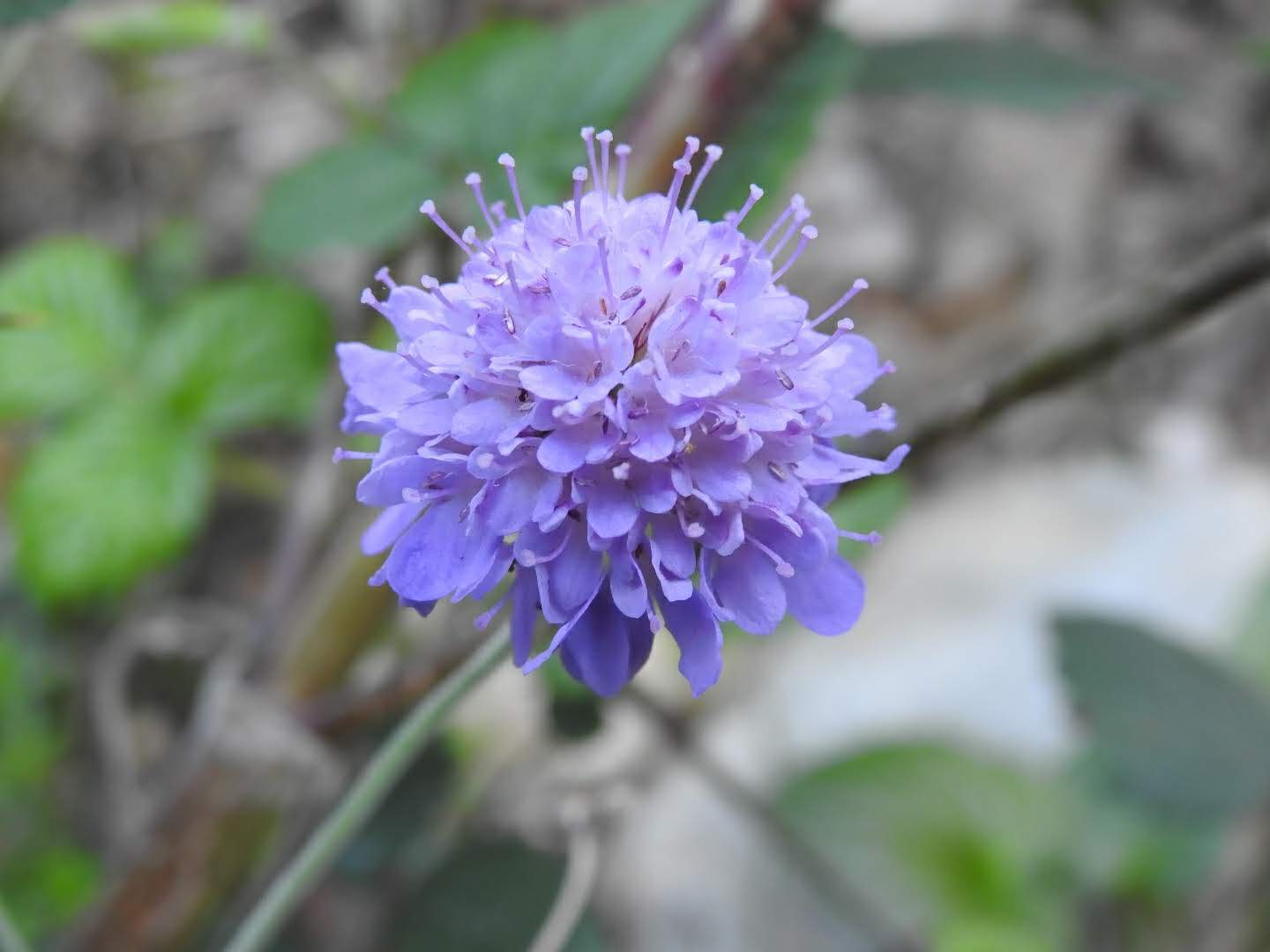 Scabiosa columbaria