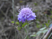 Scabiosa columbaria