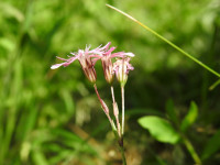 Lychnis flos-cuculi