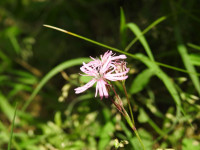 Lychnis flos-cuculi