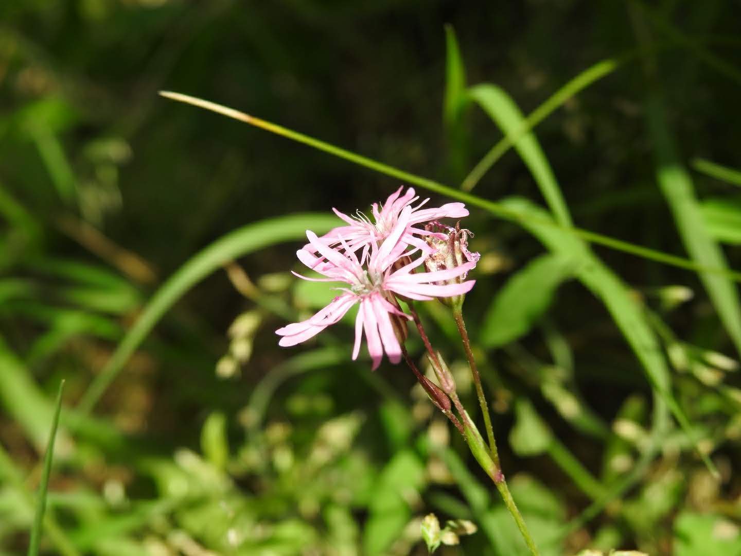 Lychnis flos-cuculi