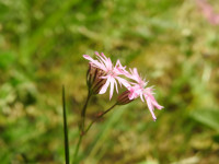 Lychnis flos-cuculi