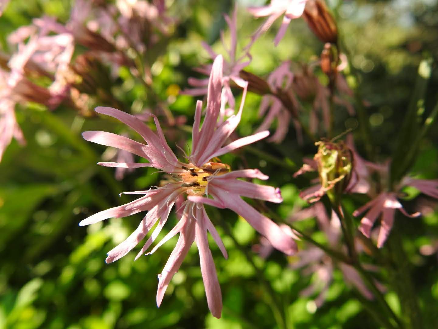Lychnis flos-cuculi