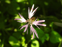 Lychnis flos-cuculi