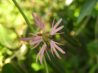 Lychnis flos-cuculi