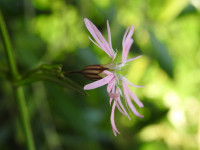 Lychnis flos-cuculi