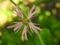 Lychnis flos-cuculi