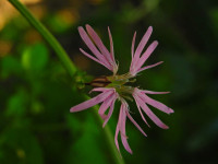 Lychnis flos-cuculi