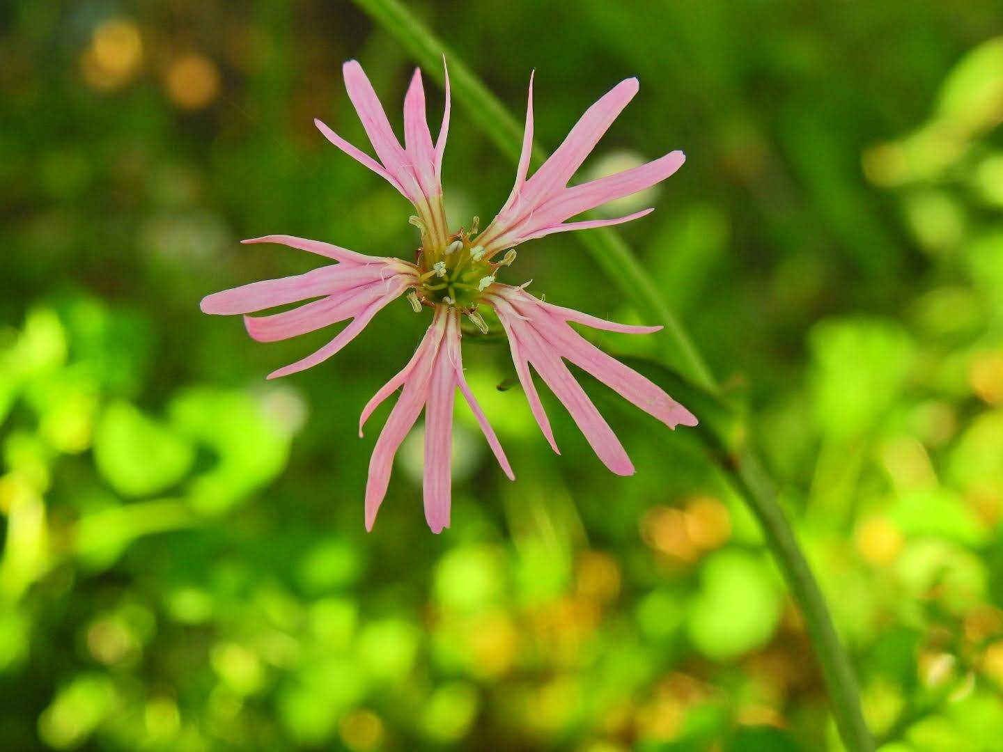 Lychnis flos-cuculi