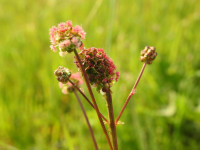Poterium sanguisorba