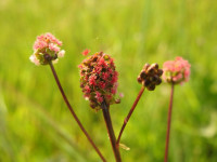 Poterium sanguisorba
