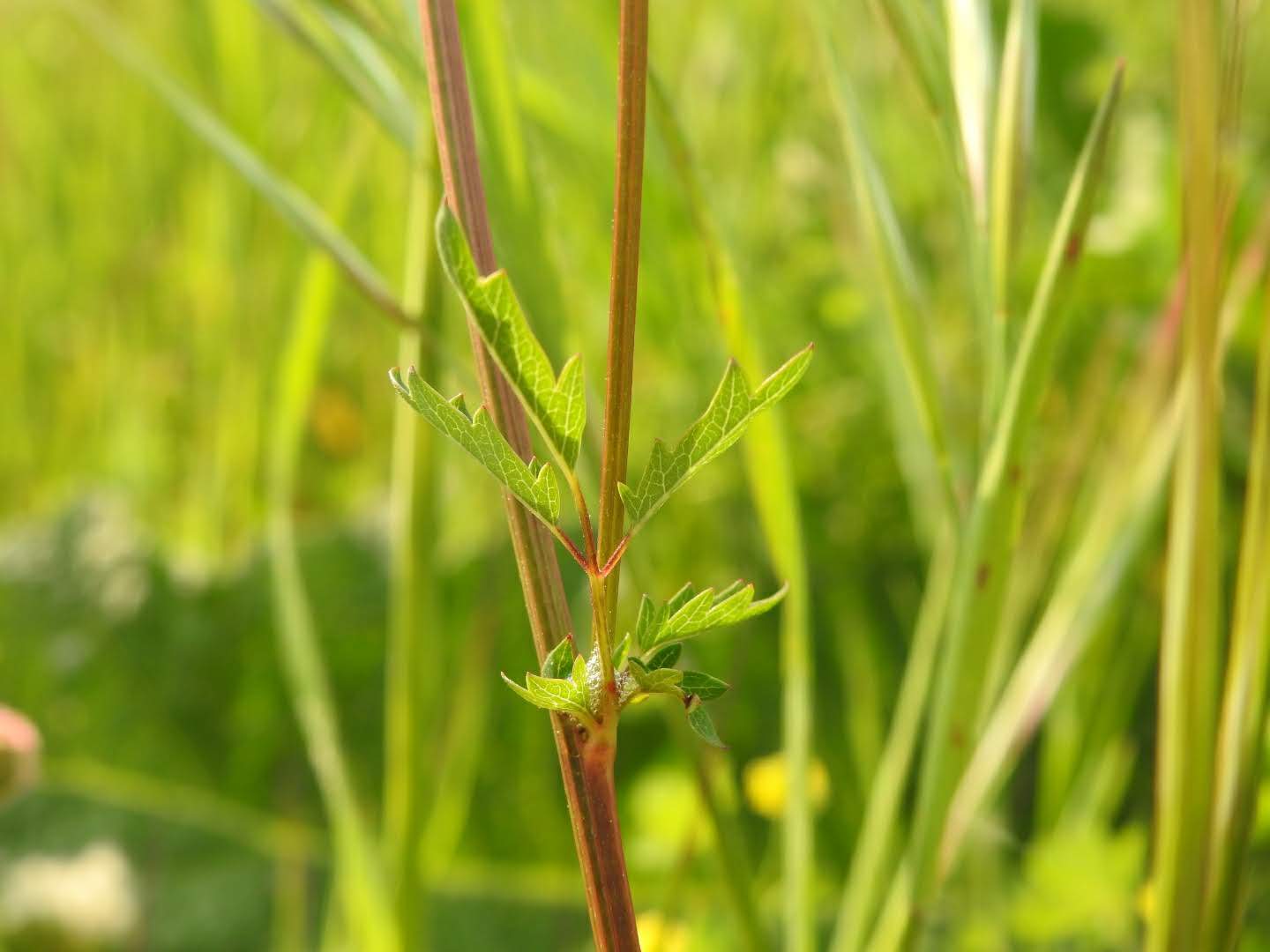 Poterium sanguisorba