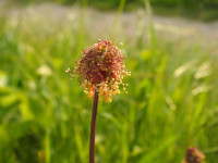 Poterium sanguisorba