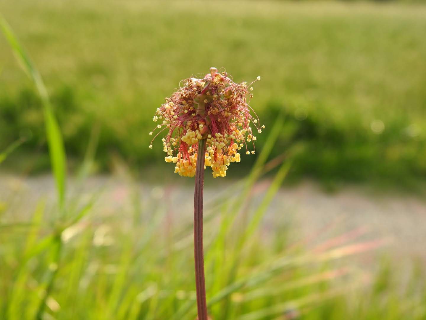 Poterium sanguisorba