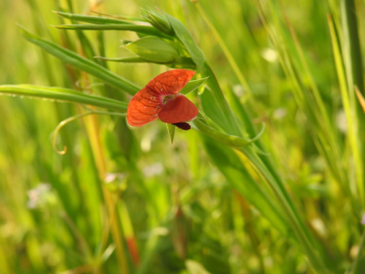 Lathyrus cicera