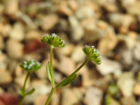 Valerianella carinata