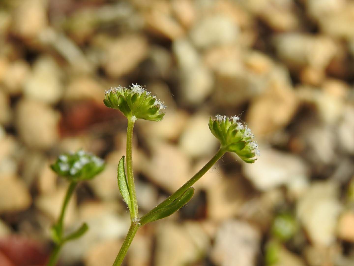 Valerianella carinata