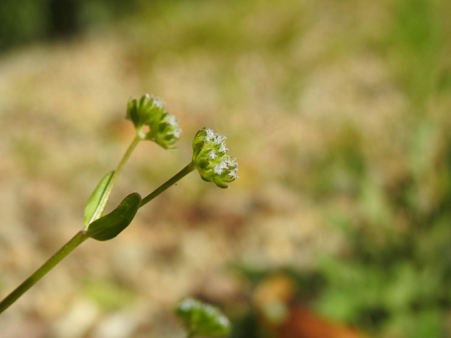 Valerianella carinata