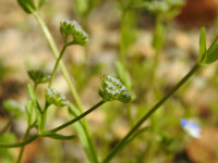 Valerianella carinata