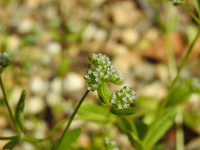Valerianella carinata