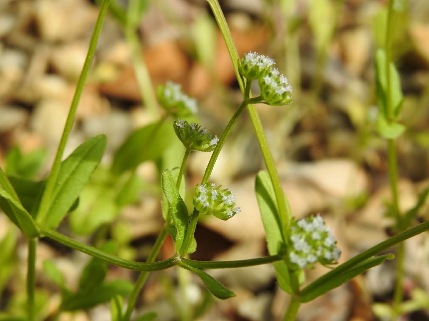 Valerianella carinata