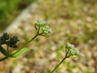 Valerianella carinata