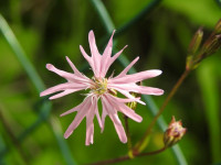 Lychnis flos-cuculi