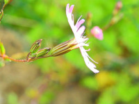 Lychnis flos-cuculi