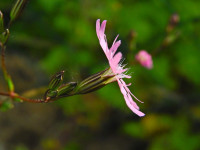 Lychnis flos-cuculi