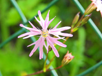 Lychnis flos-cuculi