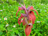 Serapias neglecta
