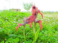 Serapias neglecta