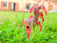 Serapias neglecta