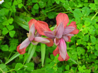 Serapias neglecta