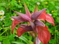 Serapias neglecta
