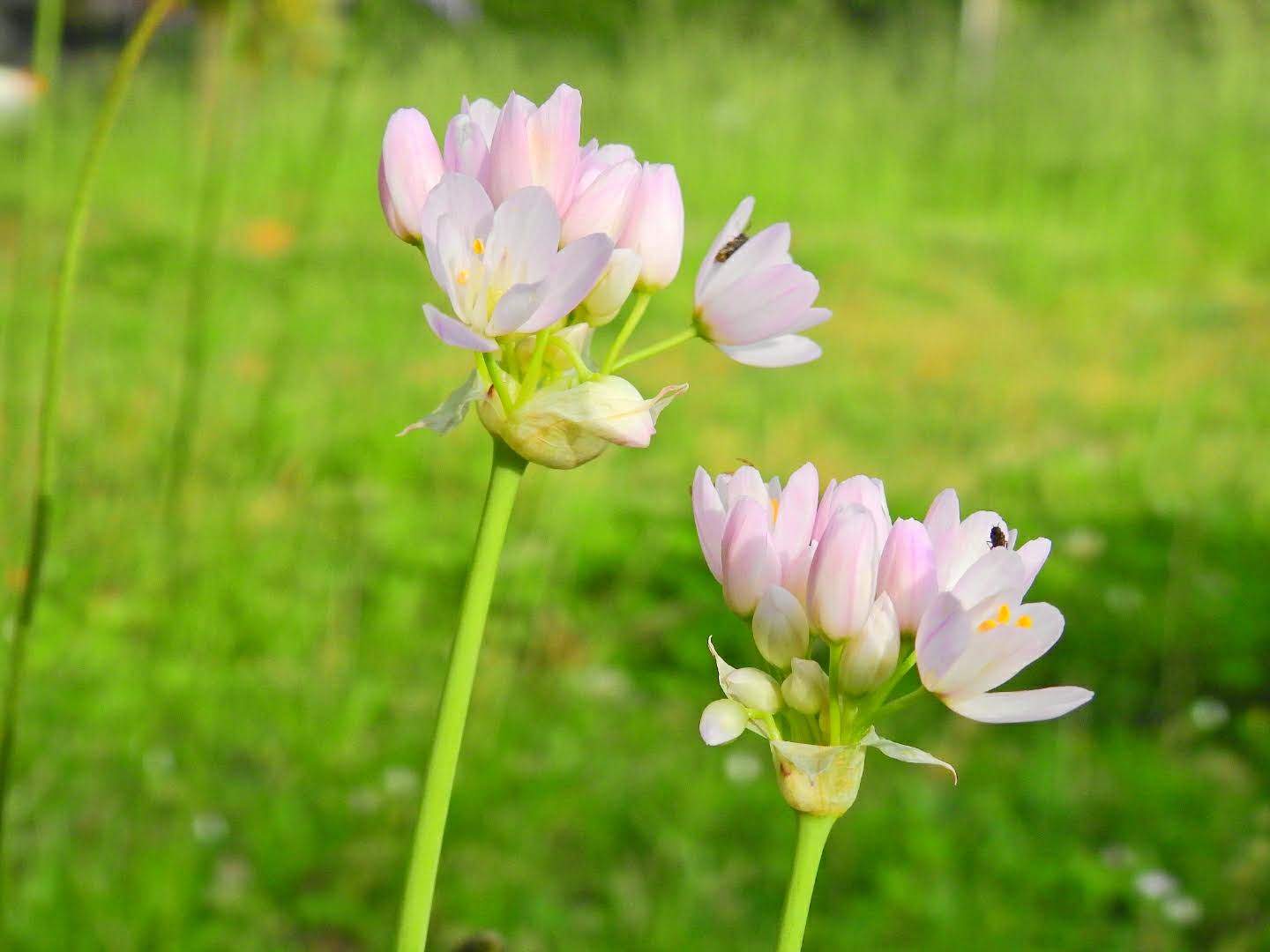 Allium roseum