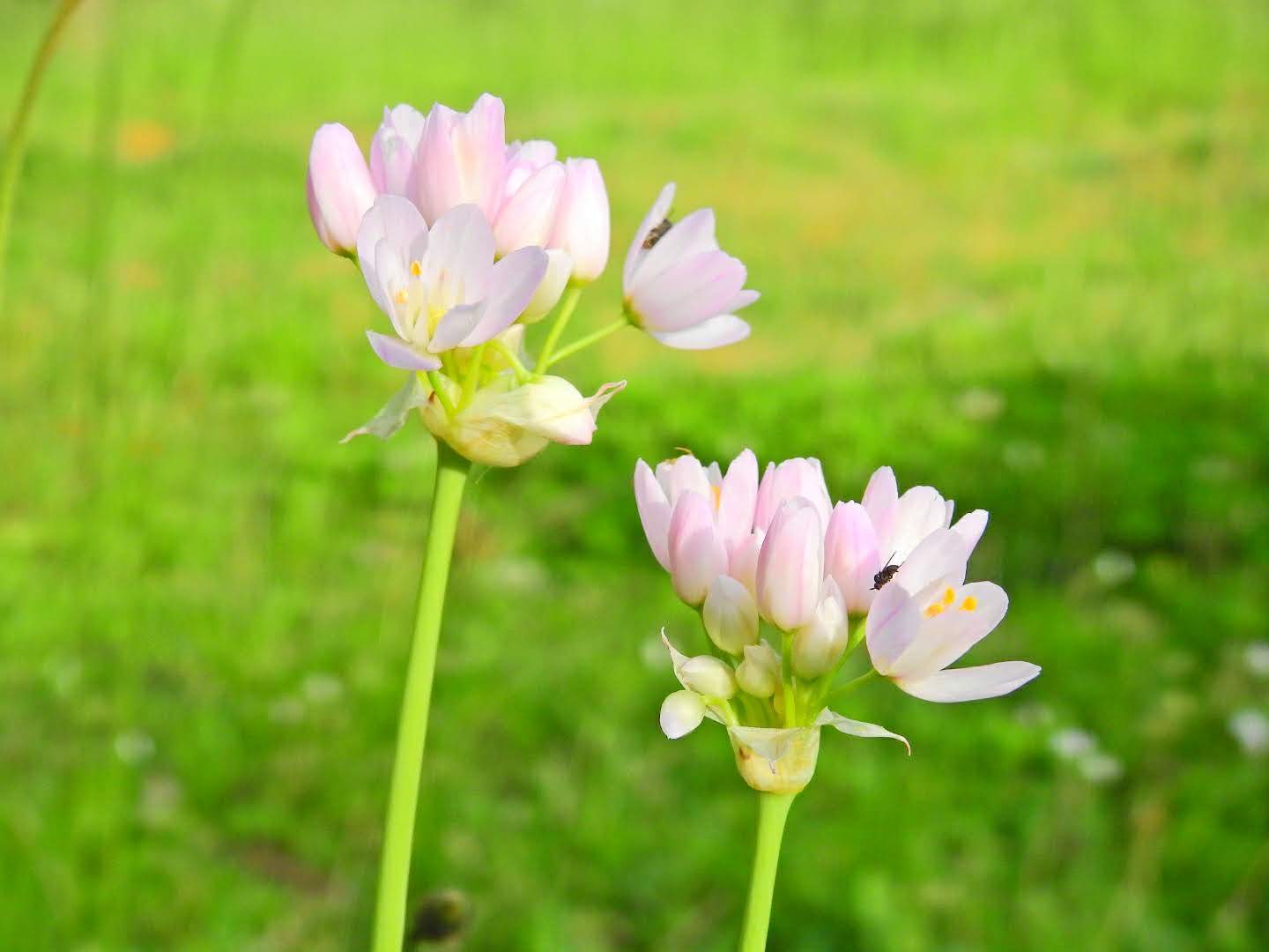 Allium roseum