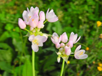 Allium roseum