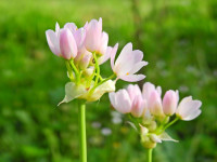 Allium roseum