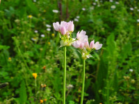 Allium roseum
