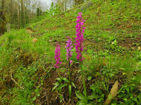 Orchis mascula