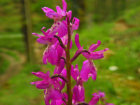 Orchis mascula