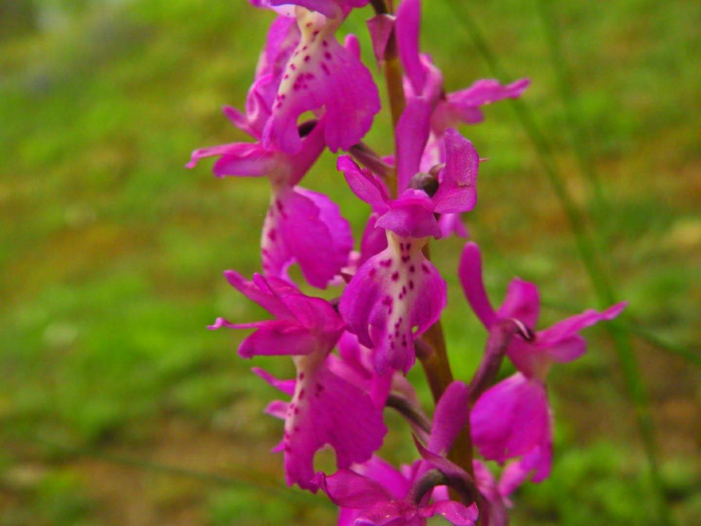 Orchis mascula