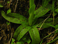 Orchis mascula