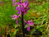 Orchis mascula