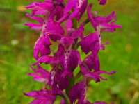 Orchis mascula