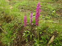 Orchis mascula