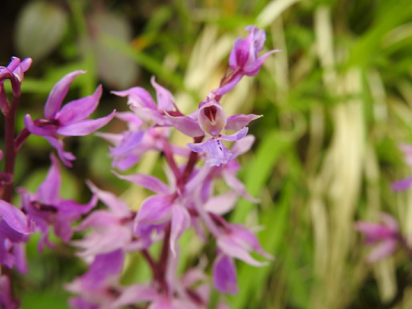 Orchis mascula