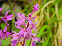 Orchis mascula